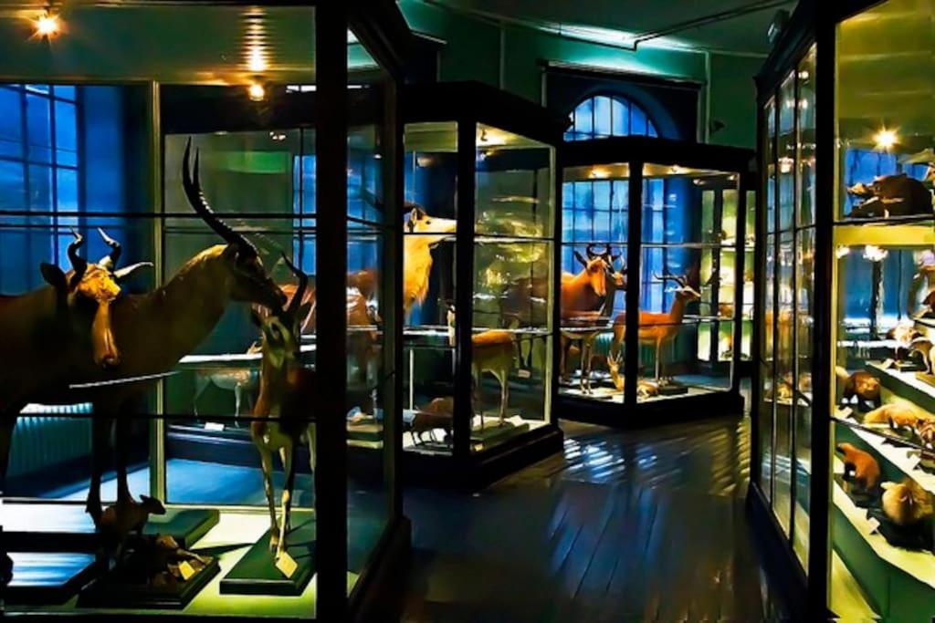 Spacious Historical Art Oasis In The Center Lejlighed